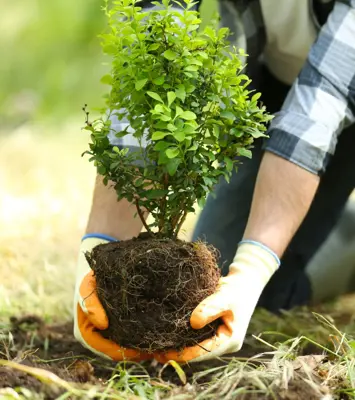 Sadenie a pestovanie
