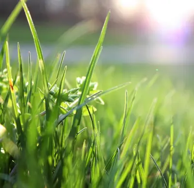 Starostlivosť o trávnik