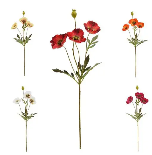 KV.UM.-PAPAVER 5F 68cm