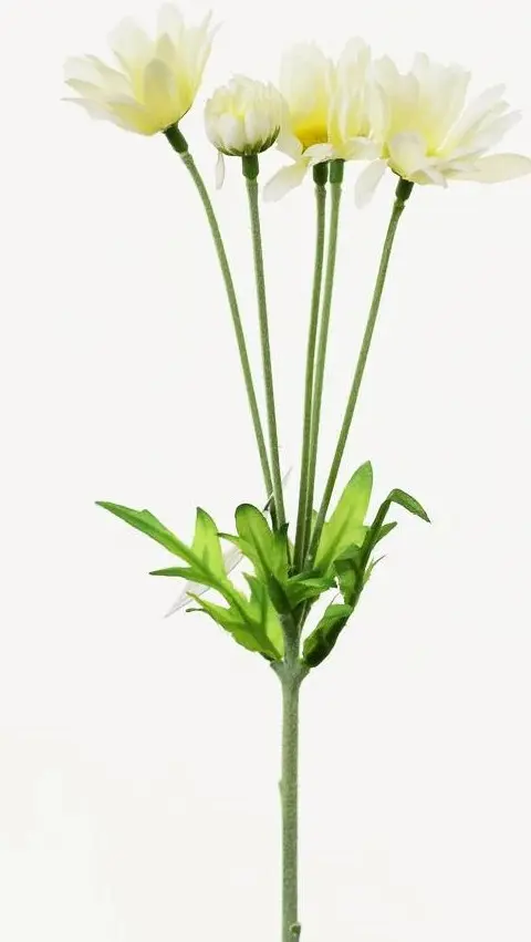 KV.UM.-MARGARETKA KREM 32cm