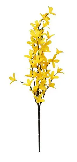 KV.UM.-ZLATY DAZD 66cm