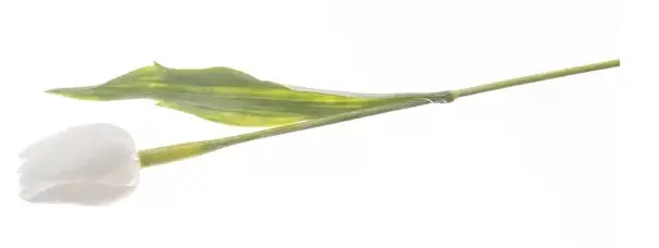 KV.UM.-TULIPAN PLASTOVY -BIELY