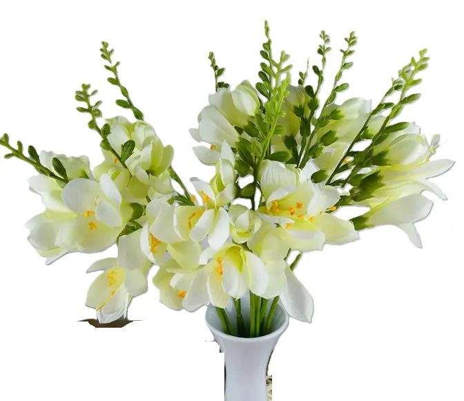 KV.UM.-FREZIA 150328